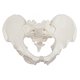 thumbnail image 2 of Modelo Esquelético de Pelvis Masculina a Tamaño Real - Axis Scientific, 2 of 8
