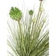 thumbnail image 2 of Planta Decorativa Pasto Cebolla Florencia/verde 71 Cm, 2 of 3
