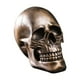 thumbnail image 1 of Escultura De Estatuilla De Calavera De Estatua De Cabeza De Esqueleto Para Oficina De Accesorios De Fotografía De Escritorio, 1 of 5