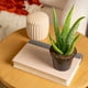 thumbnail image 2 of Planta Aloe Vera Costa Farms Maceta 10cm Interior, 2 of 3