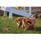 thumbnail image 3 of Colección de 3 películas de DVD Hallmark Everything Puppies /Guiding Emily/The More Love Grows, 3 of 4