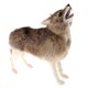 thumbnail image 2 of Juguete Relleno De La Felpa Del Lobo De La Simulación Para Los Regalos De Cumplea?os De Los Ni?os, 2 of 5
