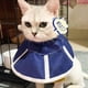 thumbnail image 4 of Collar de recuperación suave para gatos, collar cónico para gatos, collar Elizabeth de tela no tejida, collar protector y cicatrizante, especialmente diseñado para gatos., 4 of 8