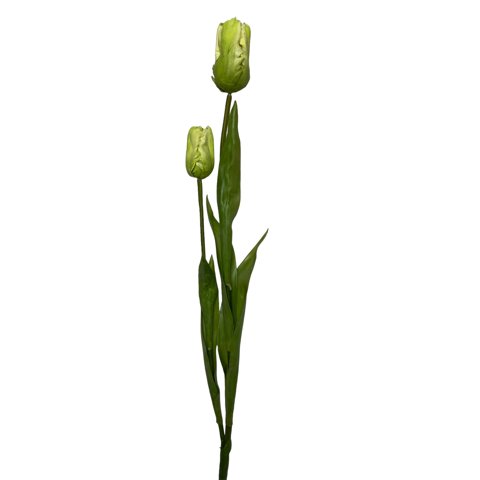Corel - Tulipan Verde 50Cm Realista