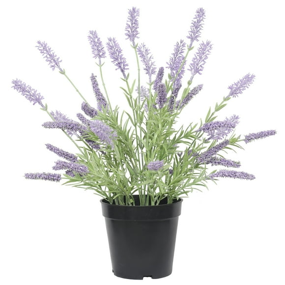 Lavanda lila de 35 cm en macetero