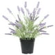 thumbnail image 1 of Lavanda lila de 35 cm en macetero, 1 of 2