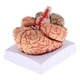 thumbnail image 1 of Nueva Herramienta De Ense?anza De Estudio De Anatomía Modelo De Cerebro Humano Anatómico Desmontado, 1 of 5