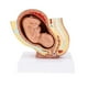 thumbnail image 4 of Modelos De Feto Del Noveno Mes Modelo De Desarrollo Fetal Humano Suministros De Laboratorio, 4 of 5