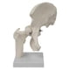 thumbnail image 1 of Modelo De Articulación De Cadera Humana, Resistente Y Práctico, Color Blanco, Para Estudiantes De Osteopatía., 1 of 5
