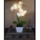 thumbnail image 5 of Lámpara con forma de orquídea HOMESEASONS Homeseaons, arreglo con iluminación LED, 5 of 7