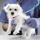 thumbnail image 4 of Lazo De Aseo Para Perros Impermeable Color Turquesa, 4 of 9