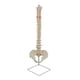 thumbnail image 5 of Modelo De Esqueleto óseo De Columna Humana Para Estudio De Aprendizaje Y Referencia, 5 of 5