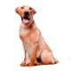 thumbnail image 4 of Animales Perro Patrón Felpa Cojín Cojín Lavable Estilo B, 4 of 5