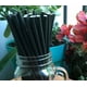 thumbnail image 3 of Paquete 25 Bombillas de Papel Negro, 3 of 3