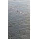 thumbnail image 3 of Fish Thief Snubber 25 cm Transparente - Pack de 2, 3 of 4