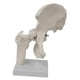 thumbnail image 5 of Modelo De Articulación De Cadera Humana, Resistente Y Práctico, Color Blanco, Para Estudiantes De Osteopatía., 5 of 5