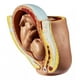 thumbnail image 4 of Figura De Silicona De Un Feto Humano, De Nueve Meses Aprox., 4 of 7