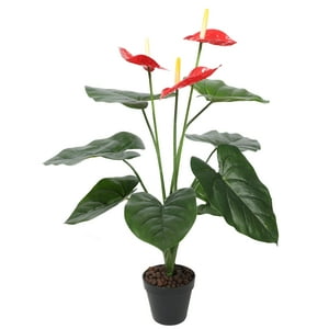Vadell - Anthurium 60 Cm