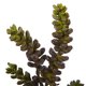thumbnail image 2 of Flor artificial casi natural, suculenta, 13 cm, juego de 12, 2 of 3