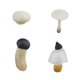 thumbnail image 4 of Juguete De Simulación Del Ciclo De Crecimiento De Hongos Para Presentaciones De Regalos De Cumplea?os, Guarderías, Hongos Blancos, 4 of 5