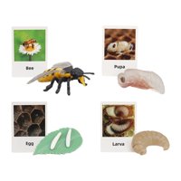 Magideal - Figuritas De , Juguete, Biología, Ciencia, Etapa De Crecimiento Educativo, Modelo, Figuritas De Animales, Juguetes Para Decoración De Abeja