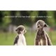 thumbnail image 5 of Correa AMAGOOD 1,8 m Morada 5/8 pulg. para perro y cachorro, 5 of 8