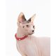 thumbnail image 4 of Collar para gatos Nuvuq, suave, cómodo y ligero, paquete de 2, rojo, 4 of 7