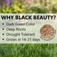 thumbnail image 5 of Grass Seed Jonathan Green Black Beauty, 1,4 kg, resistente al calor, 5 of 5