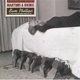 thumbnail image 1 of Álbum de Música Martinis & Bikinis de Sam Phillips, 1 of 1