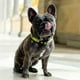 thumbnail image 4 of Collar Para Perros Talla L Ajustable Diseño Kiwi, 4 of 4
