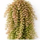 thumbnail image 1 of Planta Colgante Artificial Primavera, 1 of 3