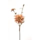 thumbnail image 1 of Crisantemo Rosado 50 Cm, 1 of 2