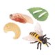 thumbnail image 3 of Figuras de insectos y ciclo de vida para educación, 3 of 3