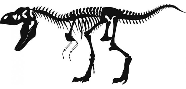 Rienda Libre Graphics - Decomural T-Rex Skeleton Fossil Dinosaur Ws-17598