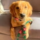thumbnail image 4 of Correa Para Perro Talla L Diseño Tropical, 4 of 4