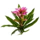 thumbnail image 2 of Bromelia artificial casi natural de 38 cm, juego de 4, 2 of 2