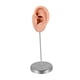 thumbnail image 4 of Modelo de oído de silicona maniquí Mannequin de oído falso joyería de joyas de pendientes de pendientes para exhibición de fotografía minoristas que Izquierda, 4 of 5