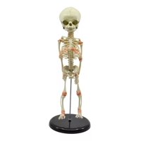 Dym - Feto Esqueleto - Modelo Anatómico