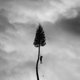 thumbnail image 1 of Concord Music Group – A Black Mile To The Surface, 1 of 1