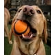 thumbnail image 3 of Pelota Chuckit Ultra Ball de Juguete Grande y Resistente para Perros, 3 of 3