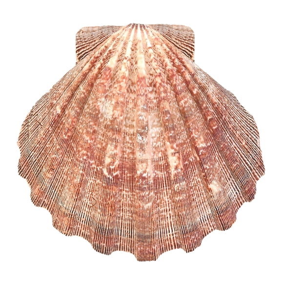 Concha de mar South Beach Crafts 13‑15 cm Garra de león