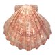 thumbnail image 1 of Concha de mar South Beach Crafts 13‑15 cm Garra de león, 1 of 7