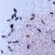 thumbnail image 3 of Cristales de baño Sunday Rain Lavanda y madera de cedro 500 g veganos, 3 of 5