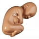 thumbnail image 5 of Figura De Silicona De Un Feto Humano, De Nueve Meses Aprox., 5 of 7