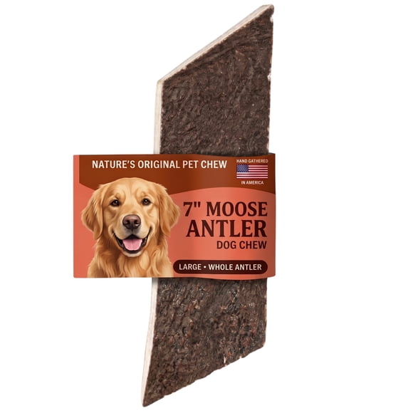 Mordedor para Perro Mountain Valley Antlers – Cuerno de Alce Grande (1 unidad)