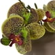 thumbnail image 2 of Arreglo artificial de orquídea Phalaenopsis casi natural, 7 cm, 2 of 6