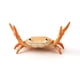 thumbnail image 1 of Get a Grip with the Cute and Functional Crab Pen Holder - Perfect for Students!, 1 of 5