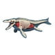 thumbnail image 5 of Modelo De Cuerpo Animal Para El Aprendizaje, Material Didáctico Para Niños Que Estudian En Casa (3106), 5 of 5
