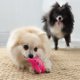 thumbnail image 2 of Juguete para perro KONG Snuzzles Kiddos Mini: Rana verde y cerdo rosa, 2 of 5