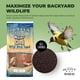 thumbnail image 2 of Semilla para aves silvestres Scott Pet Nyjer, bolsa de 3.63 kg, 2 of 6